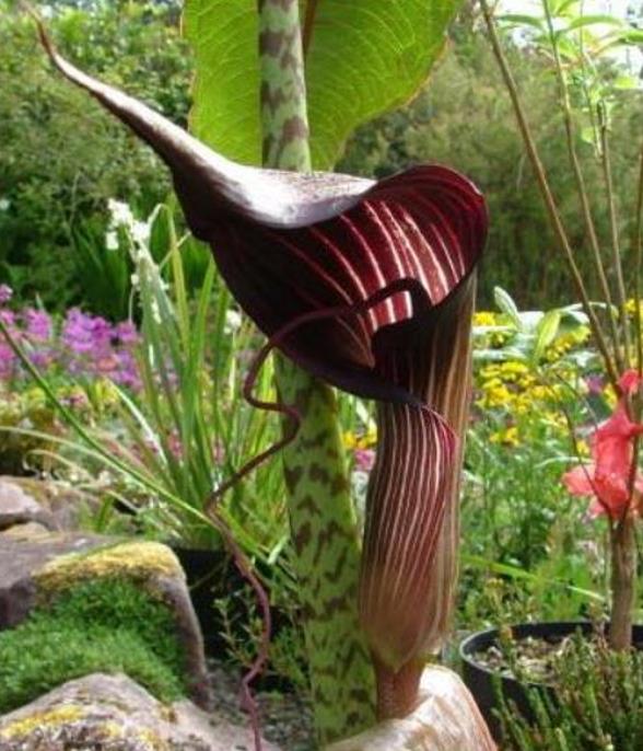 Arisaema speciosum 'Magnificum' - Lirio cobra, Cobra Lily - Imagem 3