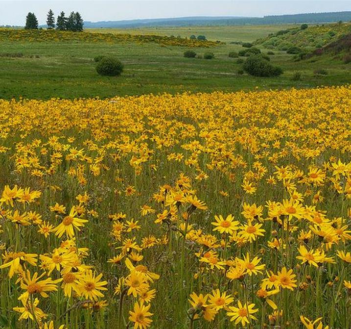 Arnica montana - Arnica verdadeira, Arnica da montanha - Imagem 4