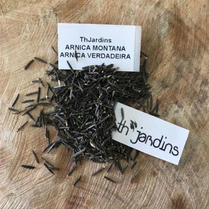 Arnica montana - Arnica verdadeira, Arnica da montanha - Imagem 7