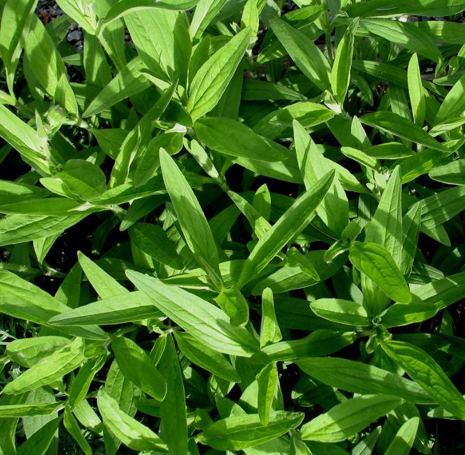 Arnica montana - Arnica verdadeira, Arnica da montanha - Imagem 9