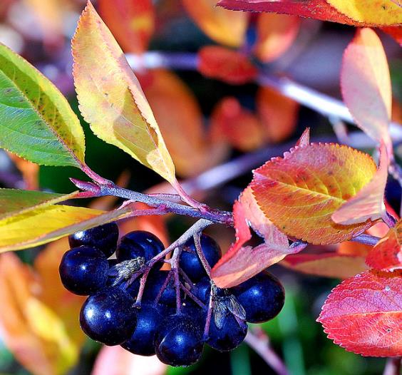 Aronia melanocarpa (Photinia melanocarpa) - Cereja negra, Aronia berry, Black chokeberries - Imagem 2