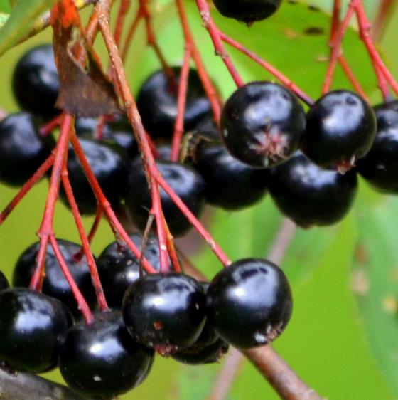 Aronia melanocarpa (Photinia melanocarpa) - Cereja negra, Aronia berry, Black chokeberries - Imagem 3