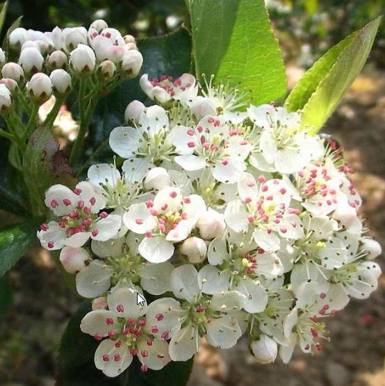 Aronia melanocarpa (Photinia melanocarpa) - Cereja negra, Aronia berry, Black chokeberries - Imagem 4