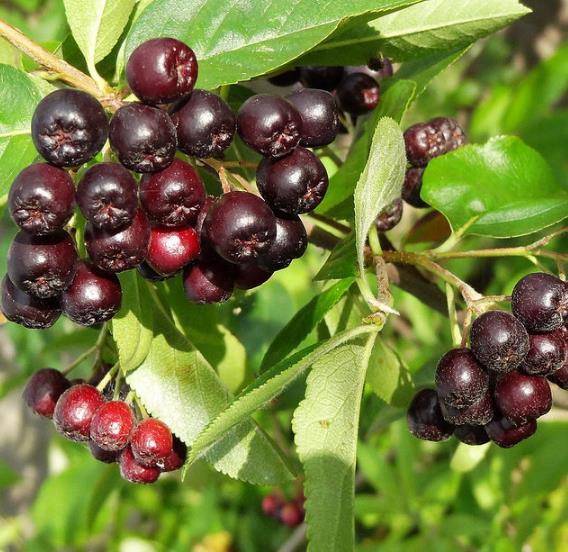 Aronia melanocarpa (Photinia melanocarpa) - Cereja negra, Aronia berry, Black chokeberries - Imagem 5
