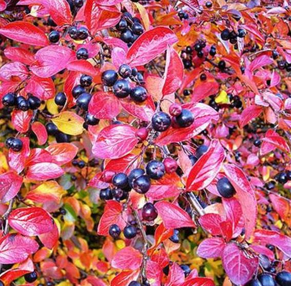 Aronia melanocarpa (Photinia melanocarpa) - Cereja negra, Aronia berry, Black chokeberries - Imagem 6