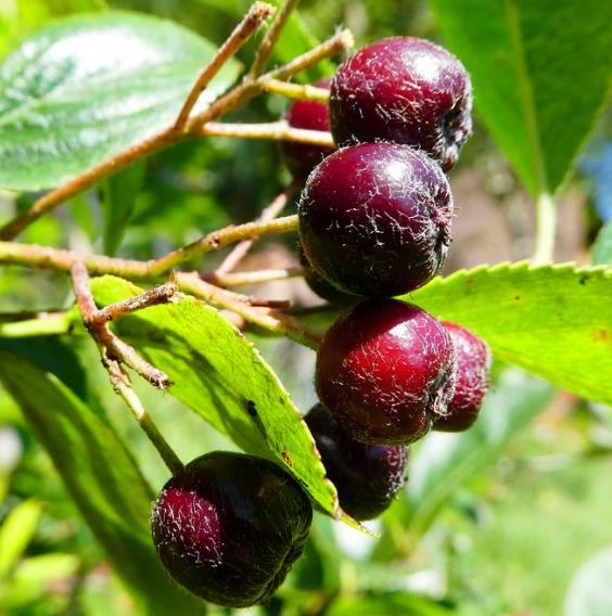 Aronia melanocarpa (Photinia melanocarpa) - Cereja negra, Aronia berry, Black chokeberries - Imagem 7