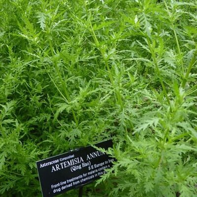 Artemisia annua - Artemisia Doce, Artemisia Antimalárica, Erva Mágica, Chinese Wormwood, Qing Hao