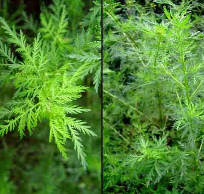 Artemisia annua - Artemisia Doce, Artemisia Antimalárica, Erva Mágica, Chinese Wormwood, Qing Hao - Imagem 2