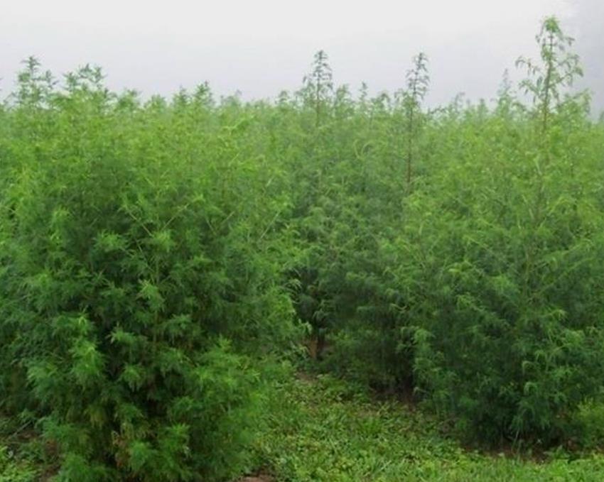 Artemisia annua - Artemisia Doce, Artemisia Antimalárica, Erva Mágica, Chinese Wormwood, Qing Hao - Imagem 3