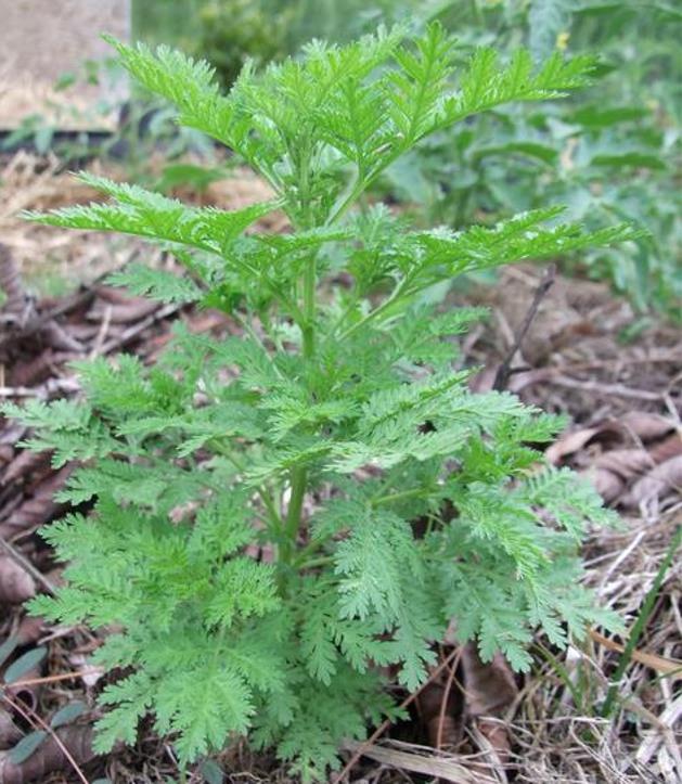 Artemisia annua - Artemisia Doce, Artemisia Antimalárica, Erva Mágica, Chinese Wormwood, Qing Hao - Imagem 4