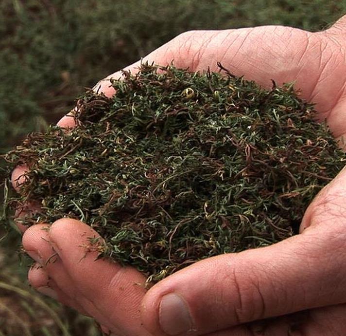 Artemisia annua - Artemisia Doce, Artemisia Antimalárica, Erva Mágica, Chinese Wormwood, Qing Hao - Imagem 5