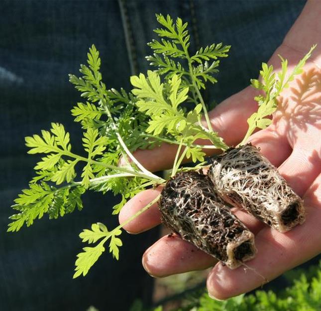 Artemisia annua - Artemisia Doce, Artemisia Antimalárica, Erva Mágica, Chinese Wormwood, Qing Hao - Imagem 6