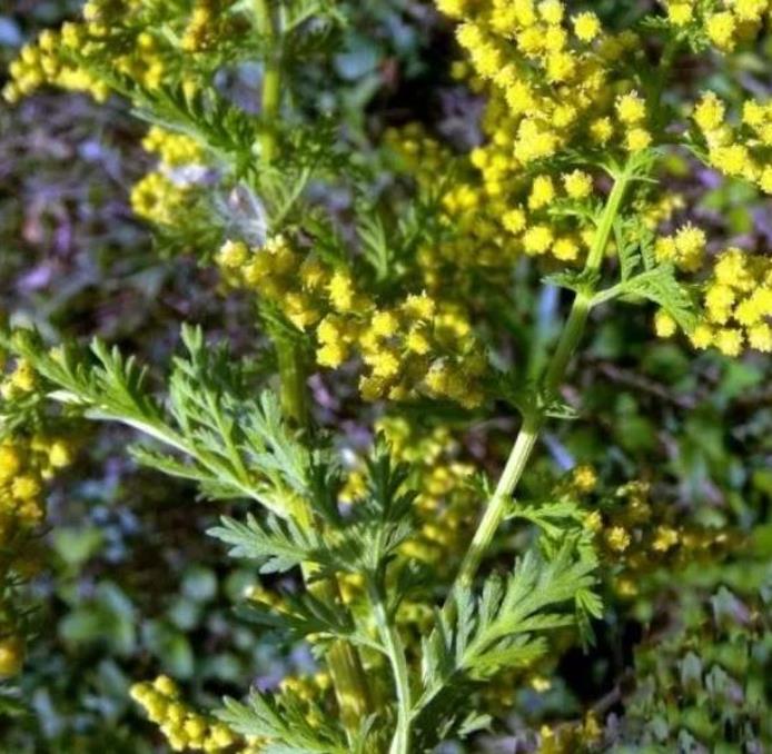 Artemisia annua - Artemisia Doce, Artemisia Antimalárica, Erva Mágica, Chinese Wormwood, Qing Hao - Imagem 7