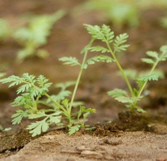 Artemisia annua - Artemisia Doce, Artemisia Antimalárica, Erva Mágica, Chinese Wormwood, Qing Hao - Imagem 8