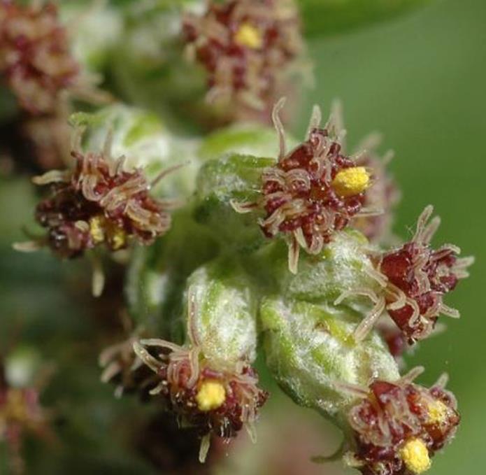 Artemisia vulgaris - Erva de São João, Artemísia Verdadeira, Erva dos Viajantes, Mato dos Sonhos, Mug - Imagem 6