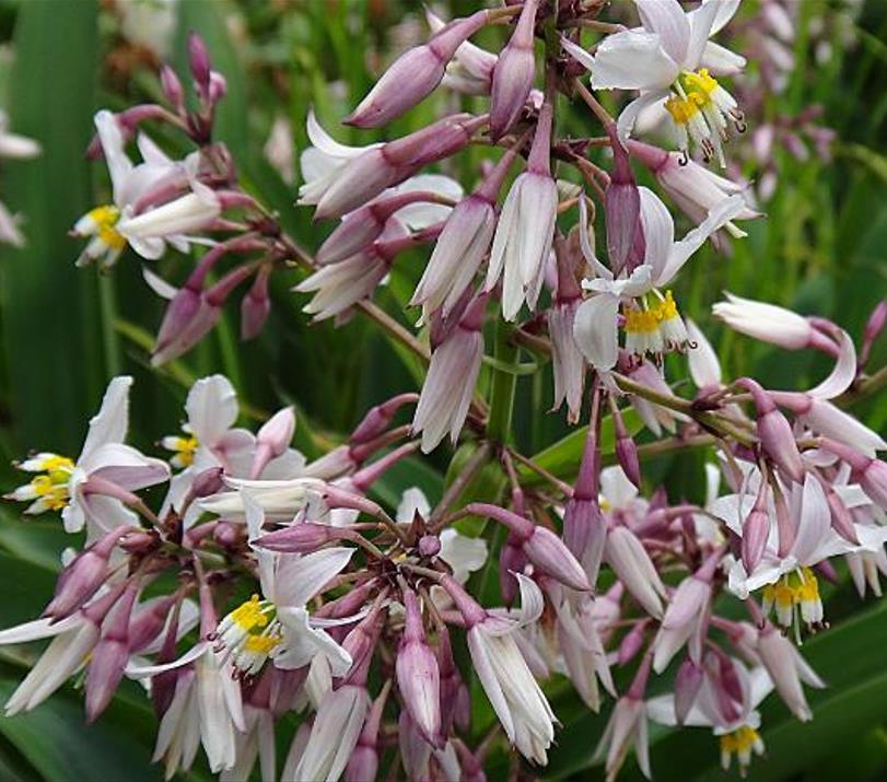Arthropodium cirratum - Lírio Rocha da Nova Zelândia, Lírio Renga, Rengarenga - Imagem 2