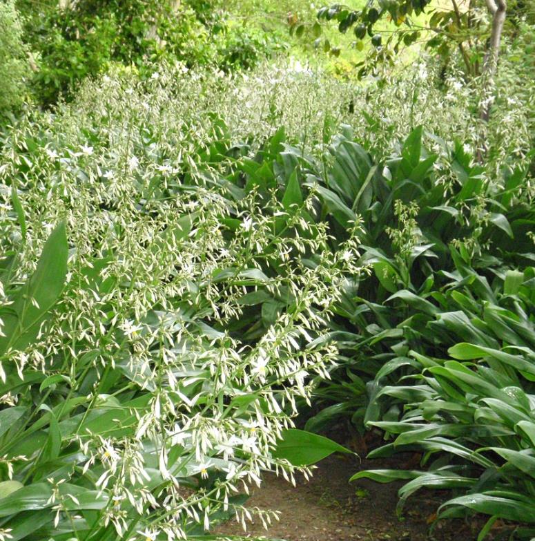 Arthropodium cirratum - Lírio Rocha da Nova Zelândia, Lírio Renga, Rengarenga - Imagem 3
