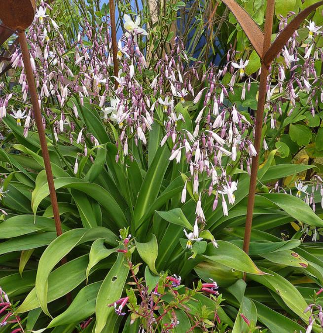 Arthropodium cirratum - Lírio Rocha da Nova Zelândia, Lírio Renga, Rengarenga - Imagem 4