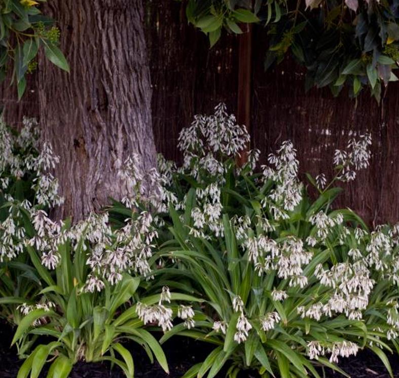Arthropodium cirratum - Lírio Rocha da Nova Zelândia, Lírio Renga, Rengarenga - Imagem 6
