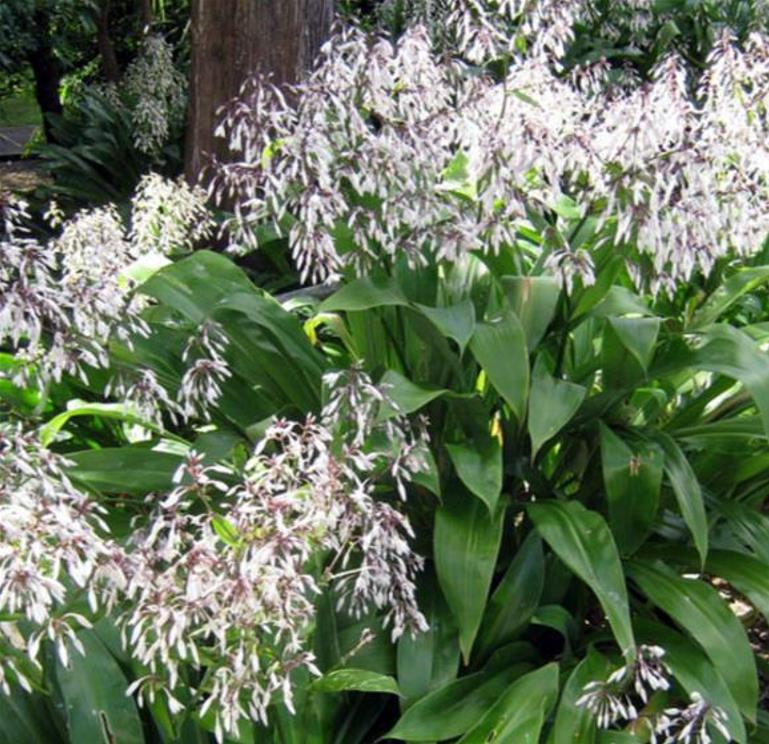 Arthropodium cirratum - Lírio Rocha da Nova Zelândia, Lírio Renga, Rengarenga - Imagem 7