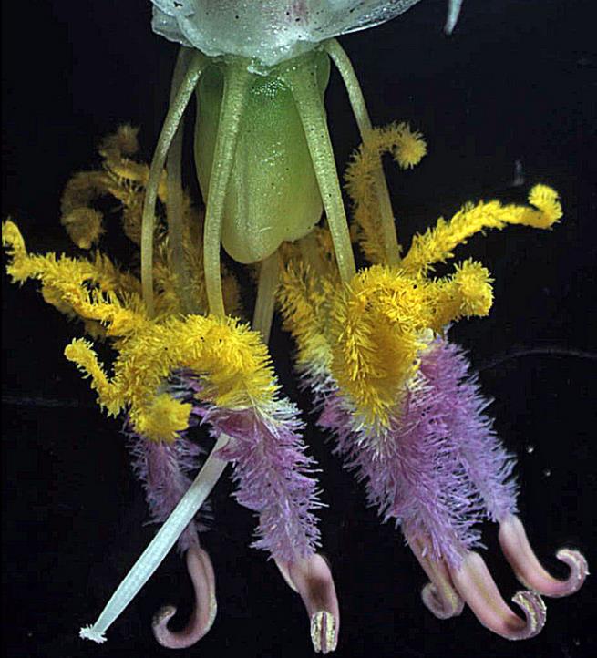 Arthropodium cirratum - Lírio Rocha da Nova Zelândia, Lírio Renga, Rengarenga - Imagem 8
