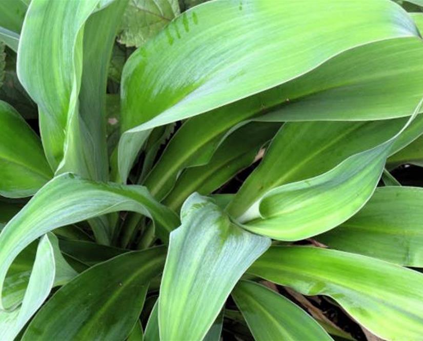 Arthropodium cirratum - Lírio Rocha da Nova Zelândia, Lírio Renga, Rengarenga - Imagem 9