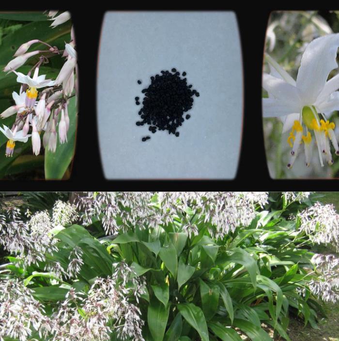 Arthropodium cirratum - Lírio Rocha da Nova Zelândia, Lírio Renga, Rengarenga - Imagem 10