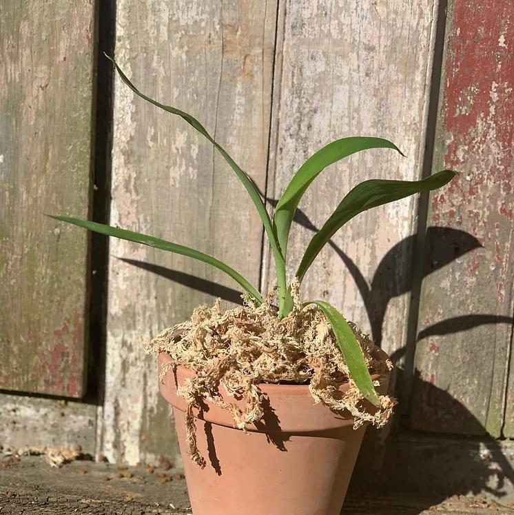 Arthropodium cirratum - Lírio Rocha da Nova Zelândia, Lírio Renga, Rengarenga - Imagem 11