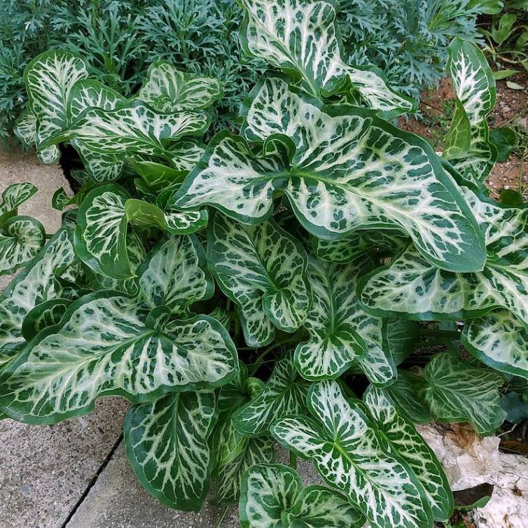 Arum italicum ssp italicum Marmoratum - Lírio Arum italiano, Arum marmorizado, Arum mármore verde, Arum italicum fantasm - Imagem 2