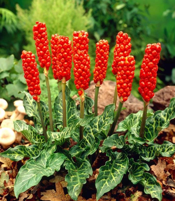 Arum italicum ssp italicum Marmoratum - Lírio Arum italiano, Arum marmorizado, Arum mármore verde, Arum italicum fantasm - Imagem 4