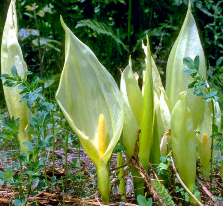 Arum italicum ssp italicum Marmoratum - Lírio Arum italiano, Arum marmorizado, Arum mármore verde, Arum italicum fantasm - Imagem 5