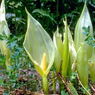 Arum italicum ssp italicum Marmoratum - Lírio Arum italiano, Arum marmorizado, Arum mármore verde, Arum italicum fantasm