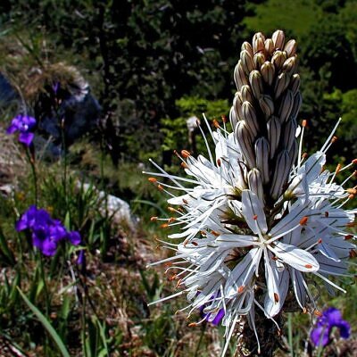 Asphodelus albus - Asfódelo Branco, Asfódelo de Líquen de Bordas Brancas
