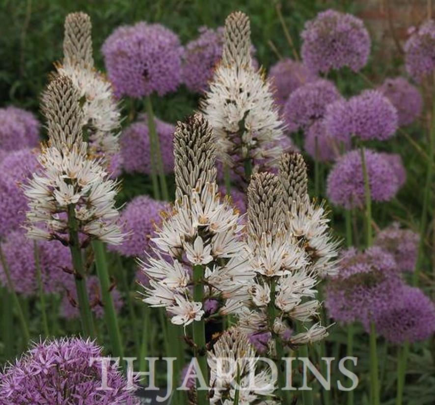 Asphodelus albus - Asfódelo Branco, Asfódelo de Líquen de Bordas Brancas - Imagem 4