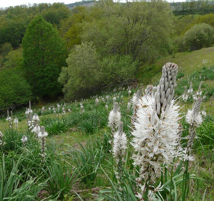 Asphodelus albus - Asfódelo Branco, Asfódelo de Líquen de Bordas Brancas - Imagem 7