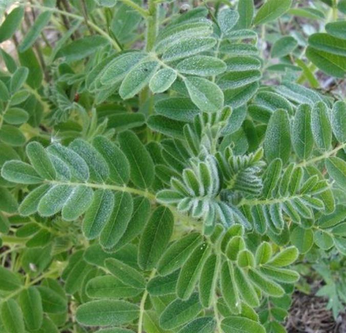Astragalus schelkovnikovii - Erva da Longevidade, Astragalo Armênio, Locoweed - Imagem 2