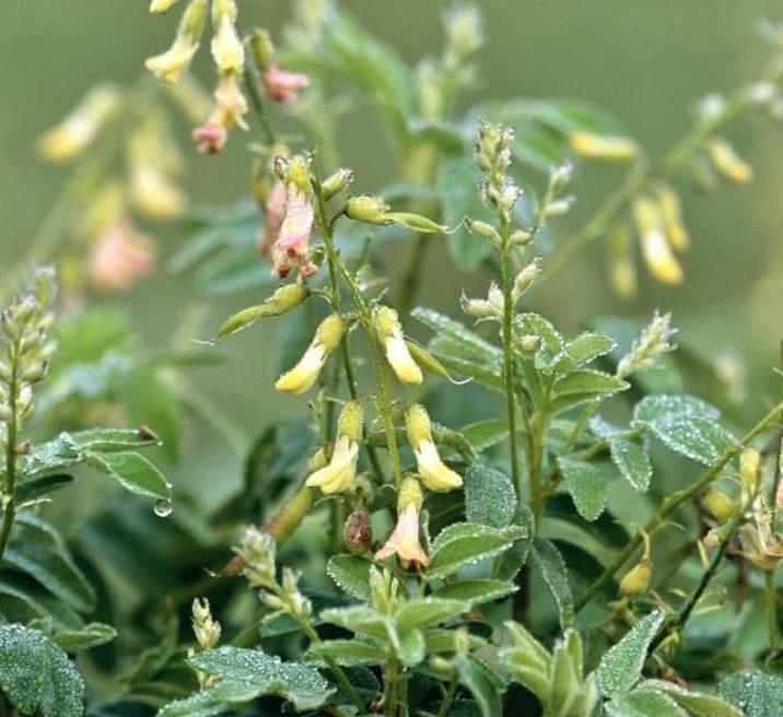 Astragalus schelkovnikovii - Erva da Longevidade, Astragalo Armênio, Locoweed - Imagem 3