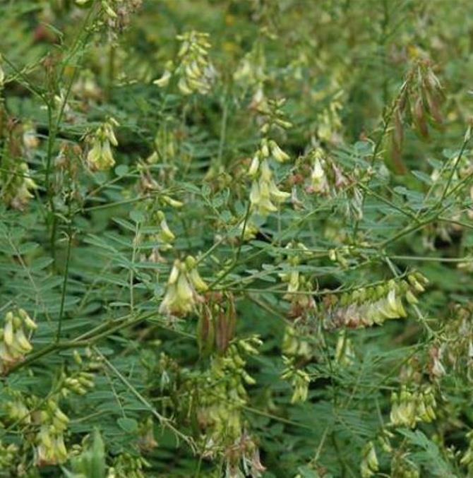 Astragalus schelkovnikovii - Erva da Longevidade, Astragalo Armênio, Locoweed - Imagem 4