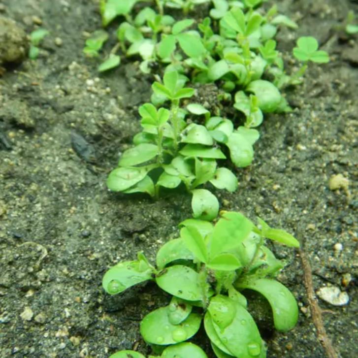 Astragalus schelkovnikovii - Erva da Longevidade, Astragalo Armênio, Locoweed - Imagem 8