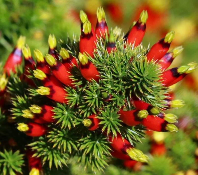 Astroloma foliosum - Arbusto De Natal, Mini pinheiro de Natal, Candle Cranberry, Christmas bush - Imagem 2