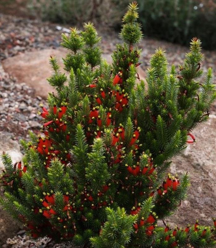 Astroloma foliosum - Arbusto De Natal, Mini pinheiro de Natal, Candle Cranberry, Christmas bush - Imagem 3