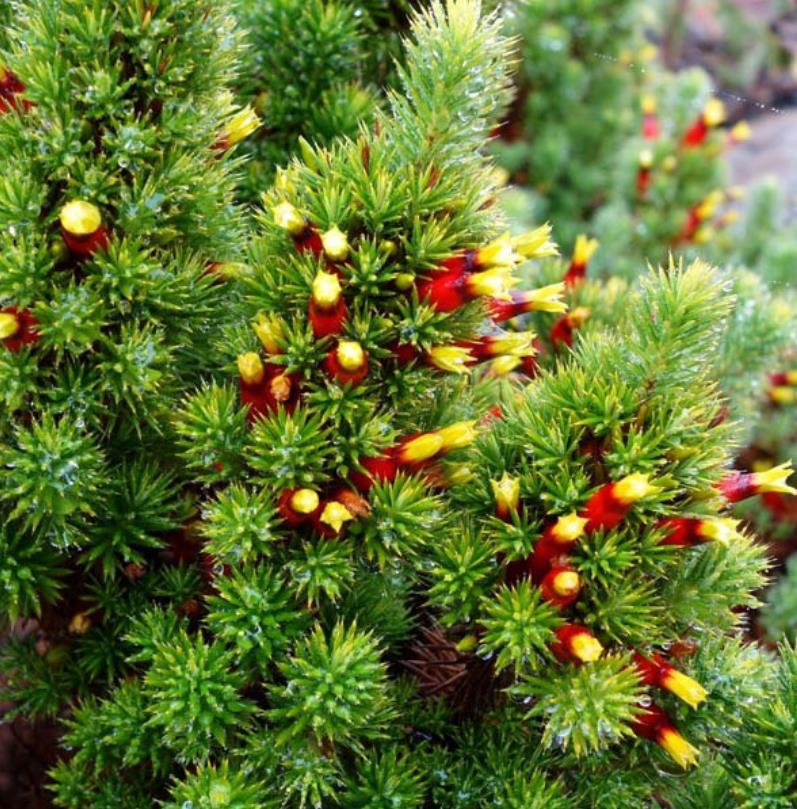 Astroloma foliosum - Arbusto De Natal, Mini pinheiro de Natal, Candle Cranberry, Christmas bush - Imagem 4