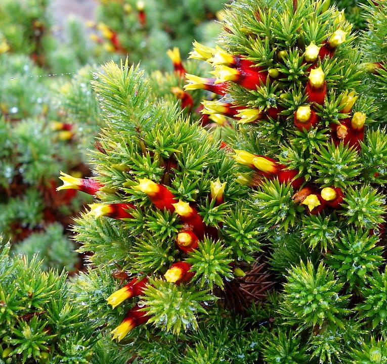 Astroloma foliosum - Arbusto De Natal, Mini pinheiro de Natal, Candle Cranberry, Christmas bush - Imagem 5