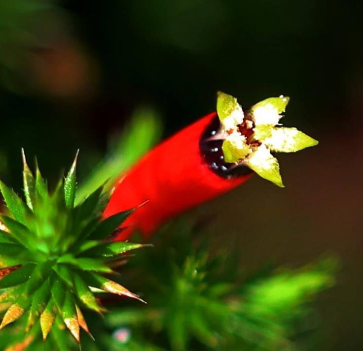 Astroloma foliosum - Arbusto De Natal, Mini pinheiro de Natal, Candle Cranberry, Christmas bush - Imagem 6