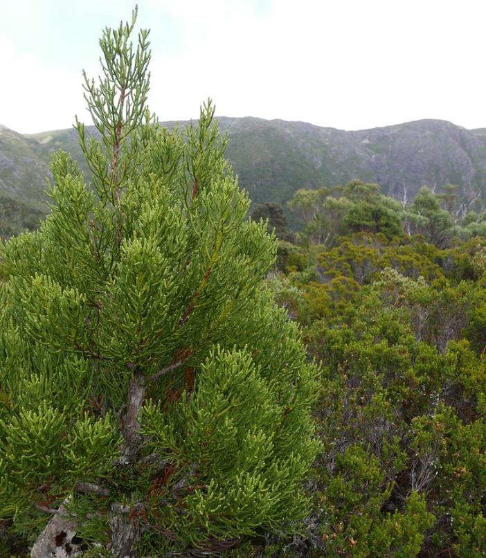 Athrotaxis cupressoides - Pinheiro Lápis, Pinho do lápis, Pencil Pine - Imagem 6