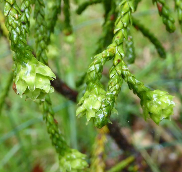 Athrotaxis laxifolia - Pinheiro Atrotaxia, Atrotaxia de Cume, Cedro da Tasmânia, Cedro Summit - Imagem 7