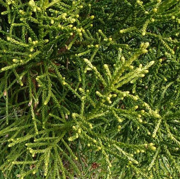 Athrotaxis laxifolia - Pinheiro Atrotaxia, Atrotaxia de Cume, Cedro da Tasmânia, Cedro Summit - Imagem 9