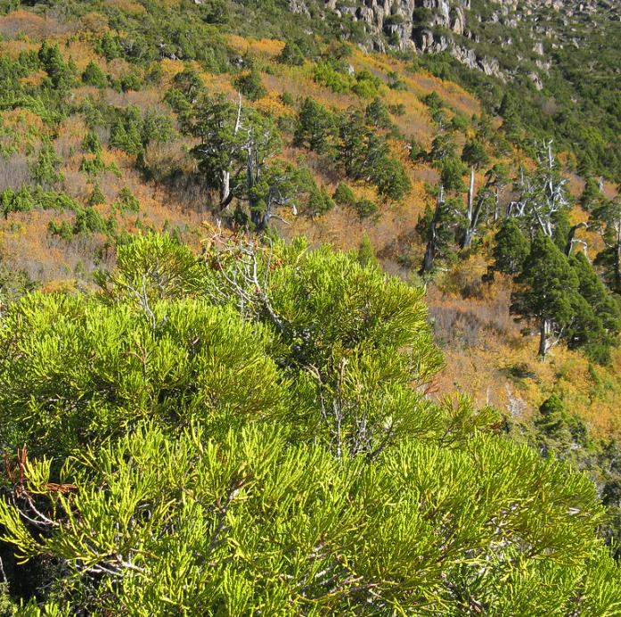 Athrotaxis laxifolia - Pinheiro Atrotaxia, Atrotaxia de Cume, Cedro da Tasmânia, Cedro Summit - Imagem 10