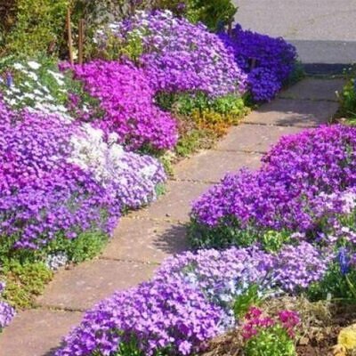 Aubrieta giant Superbissima mix - Agrião de Rocha Soberba, Aubrieta de Rocha Soberba Gigante