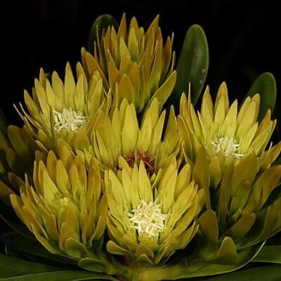Aulax umbellata - Protea Aulax Umbellata, Featherbush, Broad-leaf Featherbush